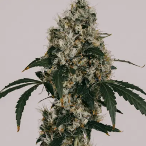 Bruce-Banner-Feminized-Seeds