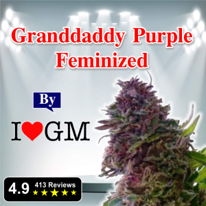 Granddaddy Purple Feminized