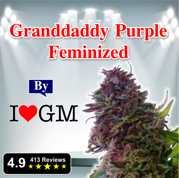 Granddaddy Purple Feminized