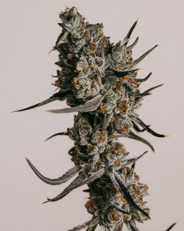 Granddaddy Purple