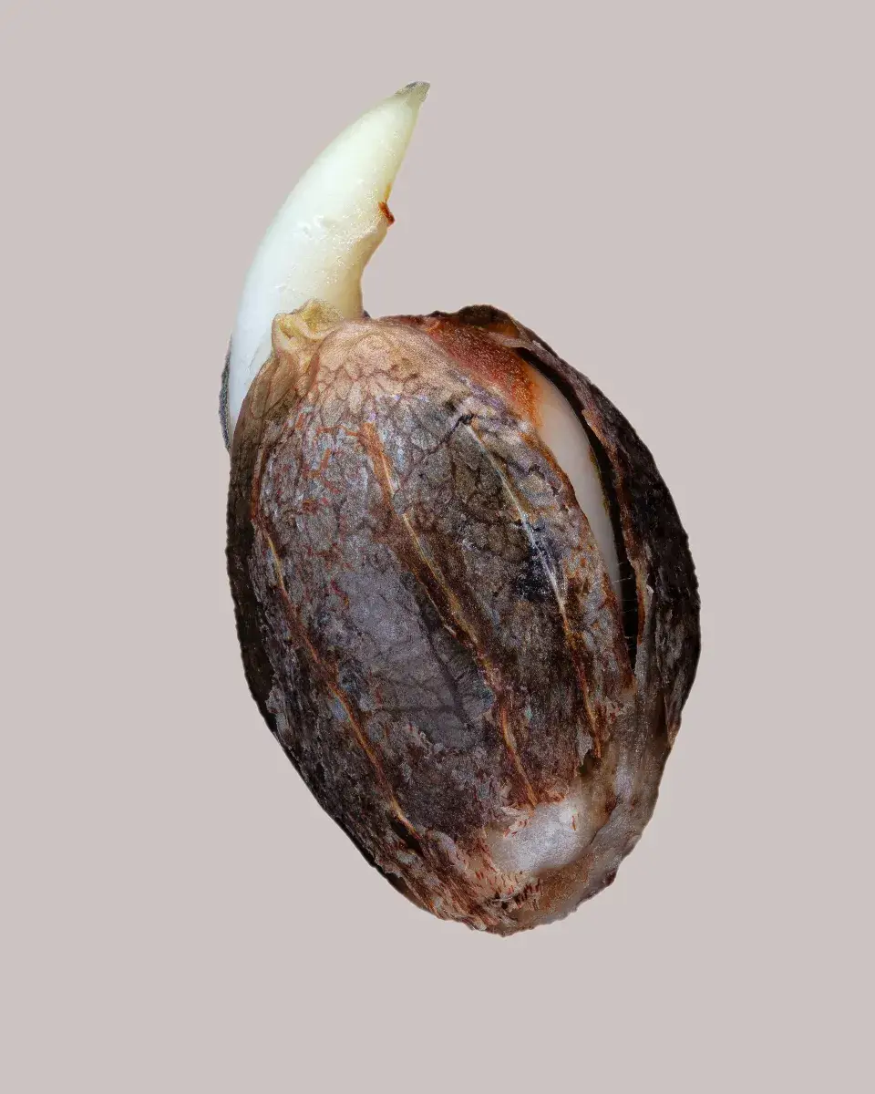 LSD Autoflower Seeds ILGM 4