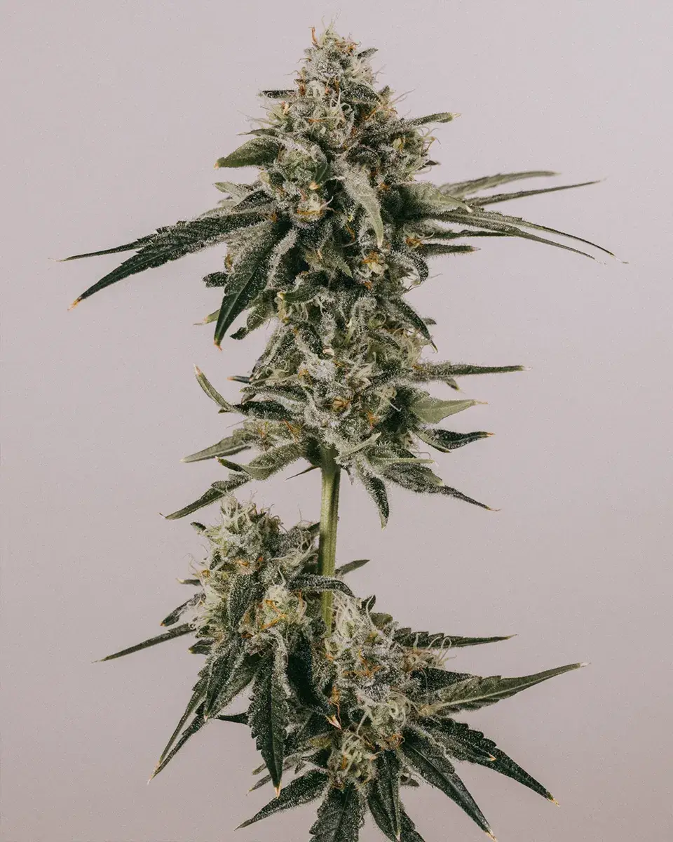 LSD Autoflower Seeds ilgm 1