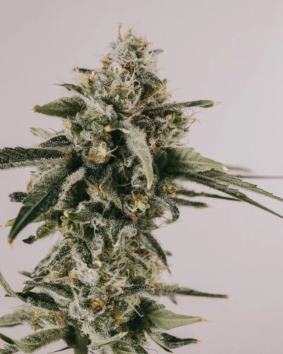 LSD Autoflower Seeds ilgm