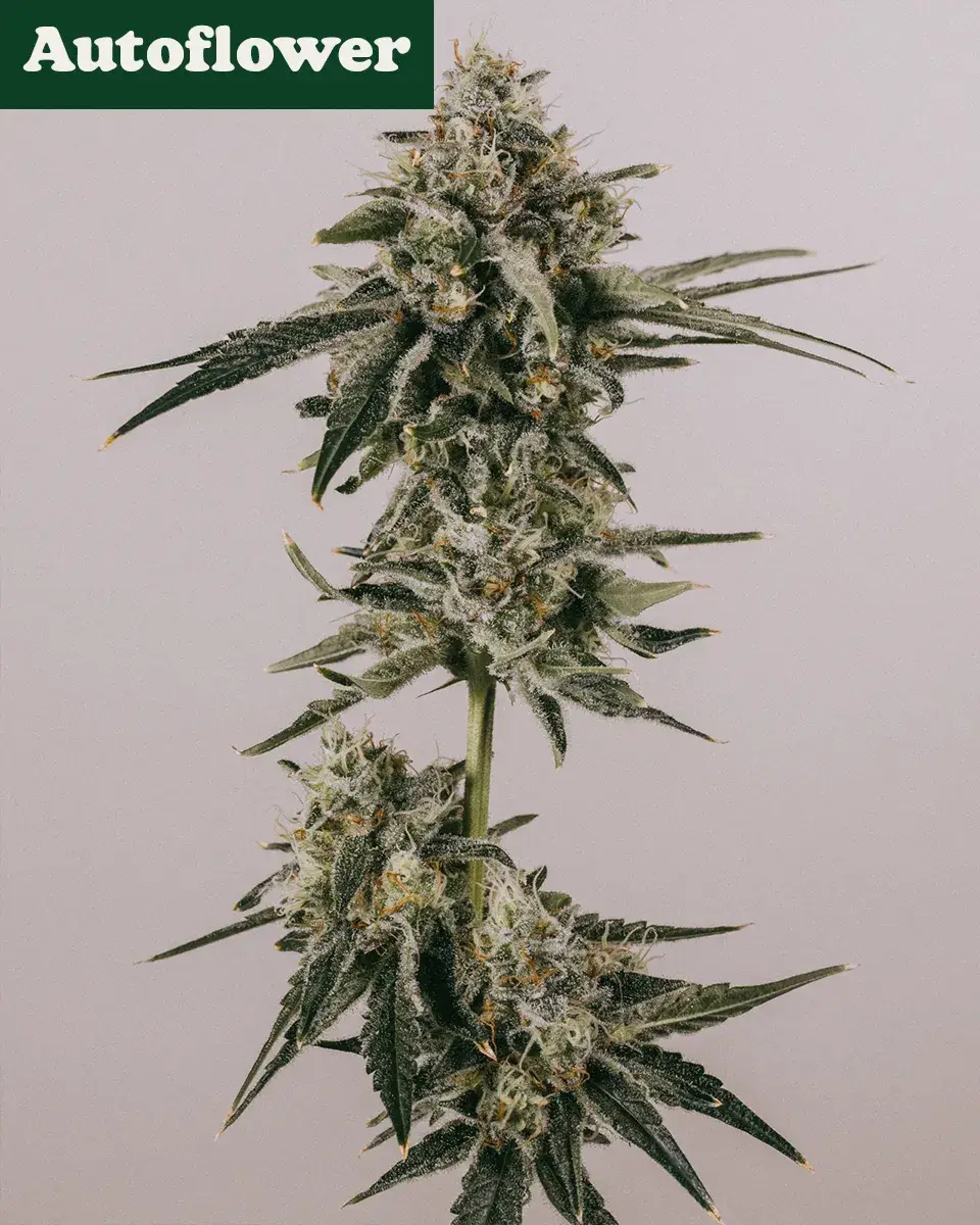 LSD Autoflower Seeds