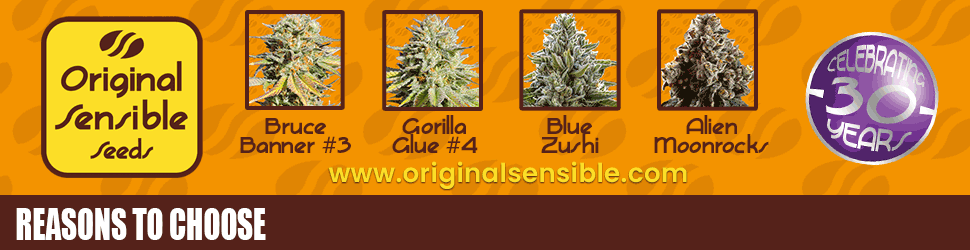 original sensible seeds