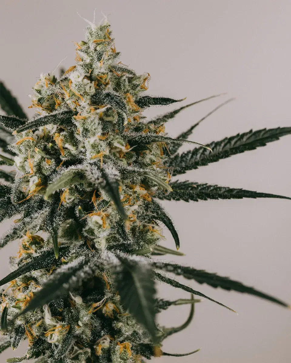Blue Dream Autoflower Seeds