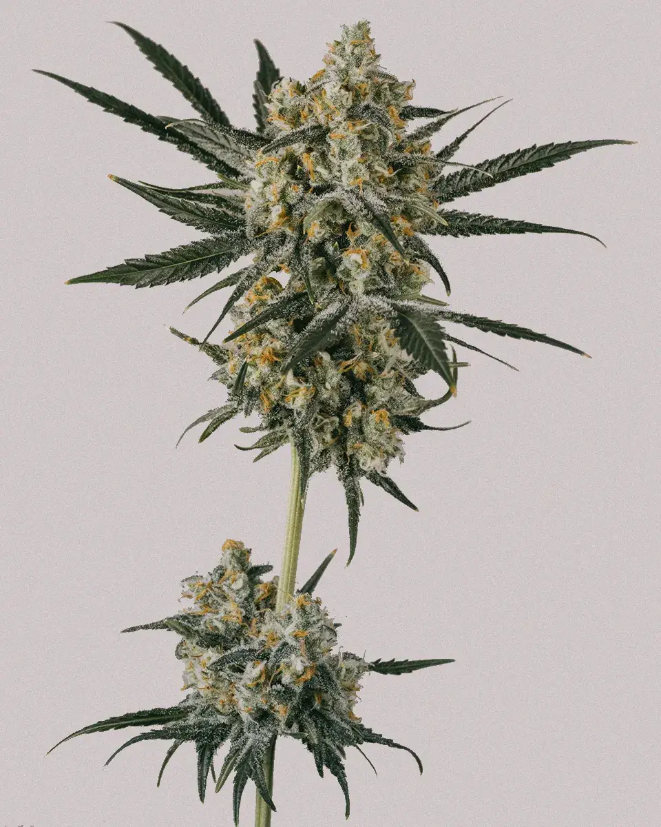 Blue Dream Autoflower Seeds