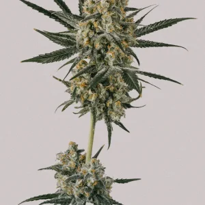 Blue Dream Autoflower Seeds