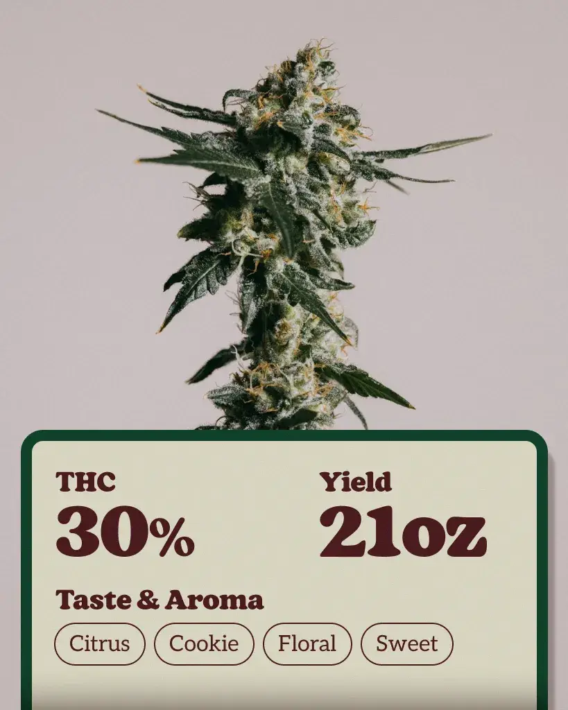 Girl Scout Cookies Extreme Seeds