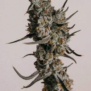 Granddaddy Purple Autoflower Seeds