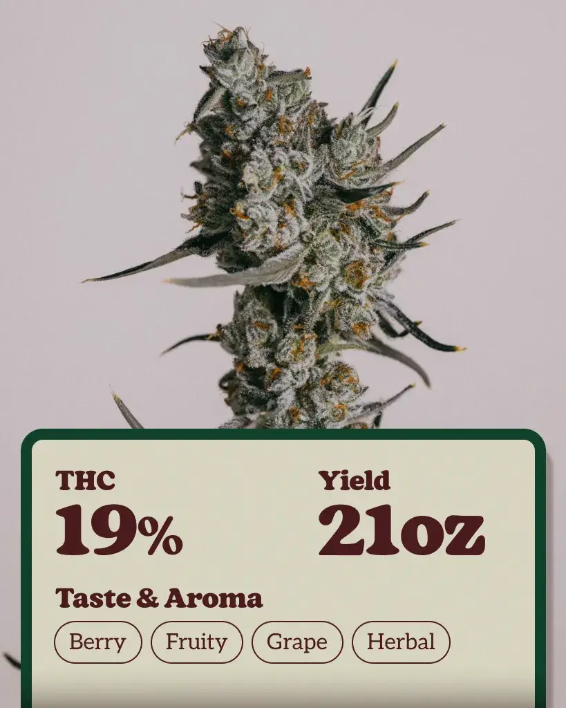 Granddaddy Purple Autoflower Seeds