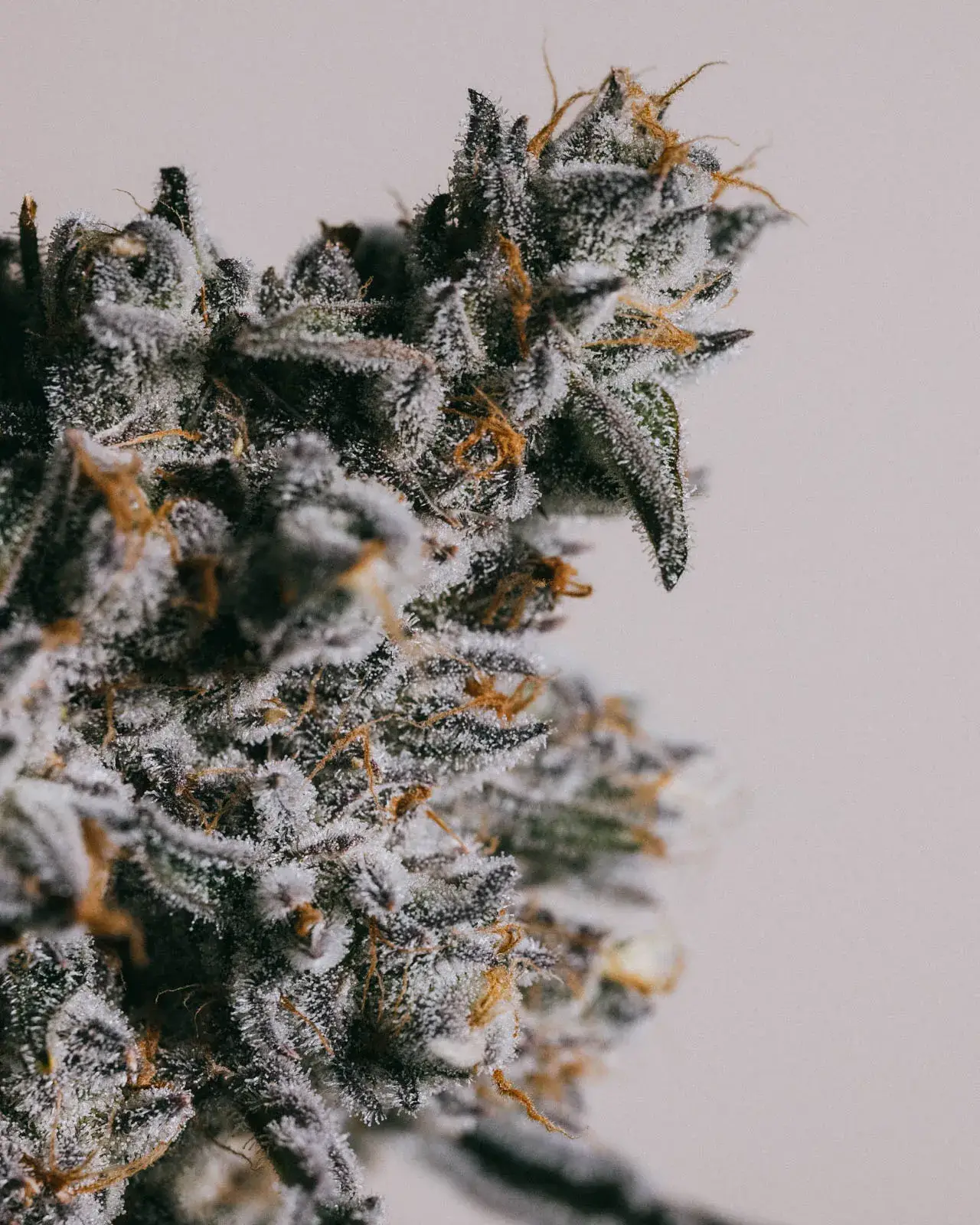 Granddaddy Purple Autoflower Seeds