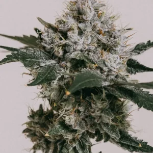 Skywalker OG Seeds