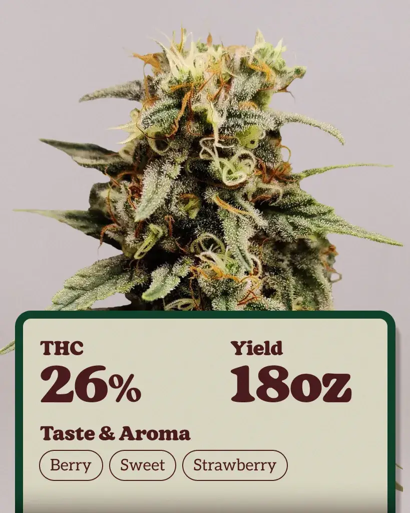 Strawberry Cough Seeds