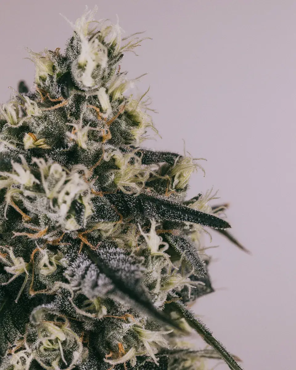 Strawberry Cough Seeds