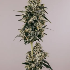 Strawberry Cough Seeds