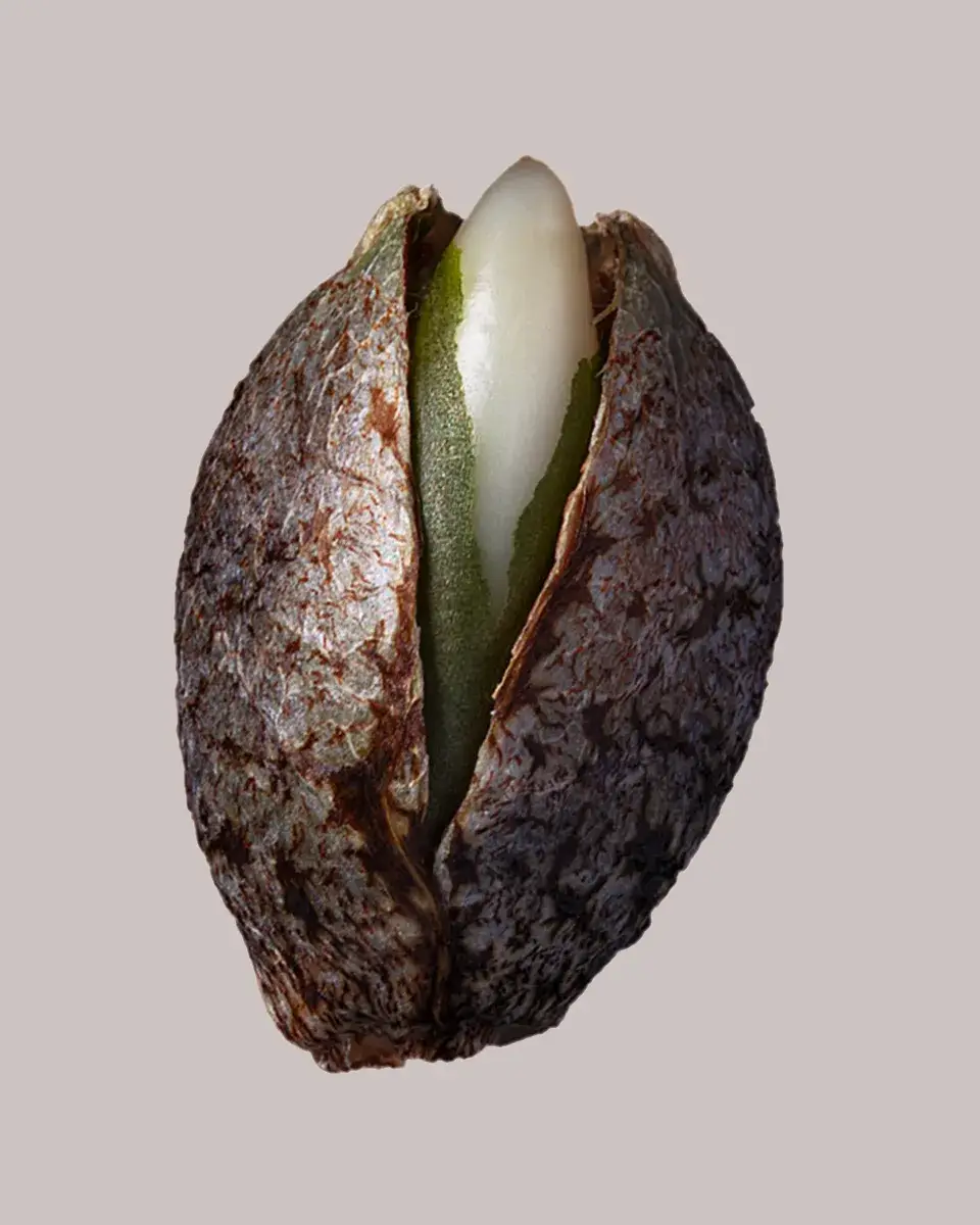 Strawberry Cough Seeds