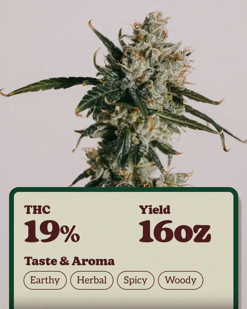 White Widow Autoflower Seeds