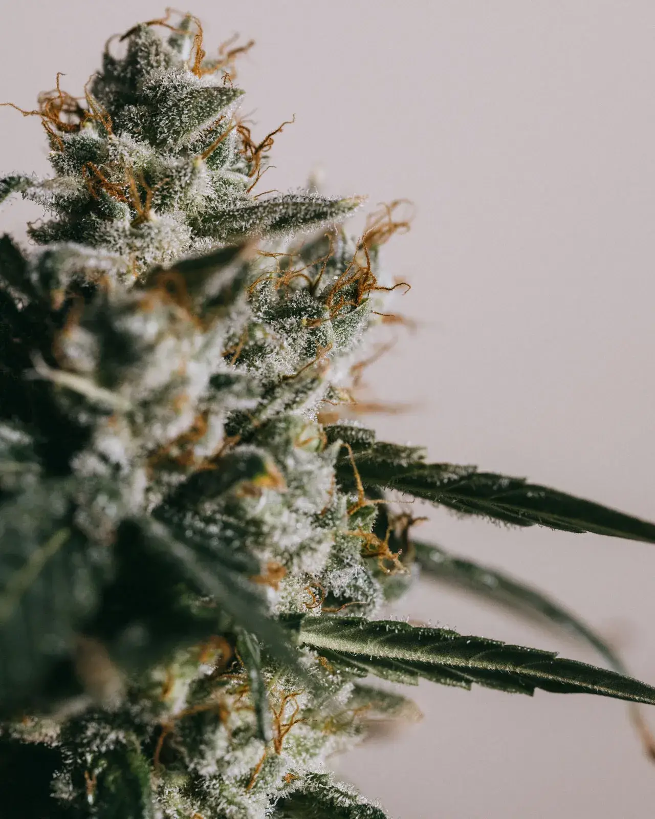 White Widow Autoflower Seeds