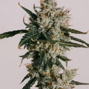 White Widow Autoflower Seeds