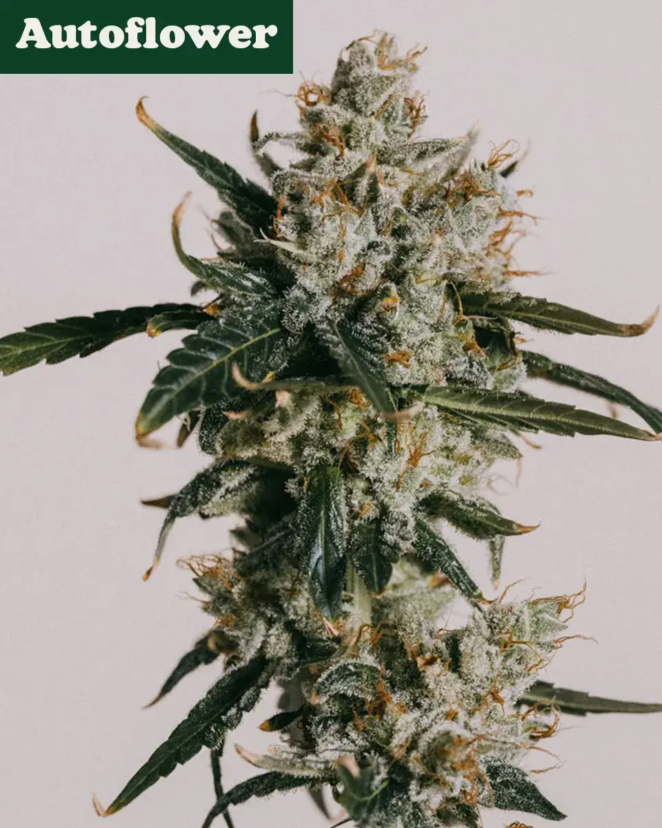 White Widow Autoflower Seeds